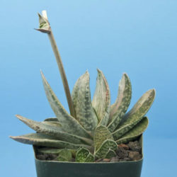 Gasteria 'Sakura Fuji'