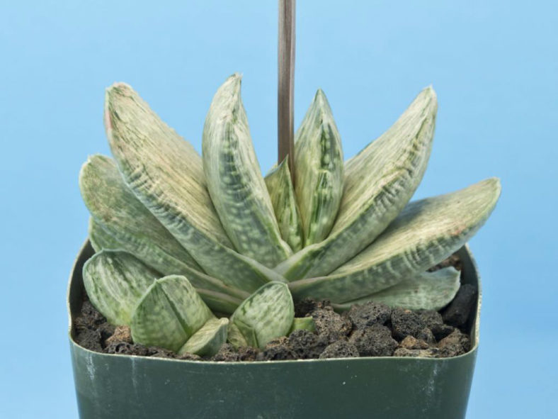 Gasteria 'Sakura Fuji'