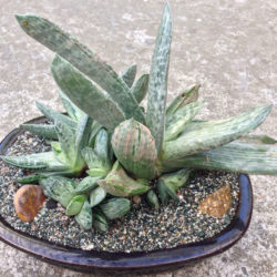 Gasteria 'Sakura Fuji'