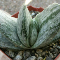 Gasteria 'Sakura Fuji'