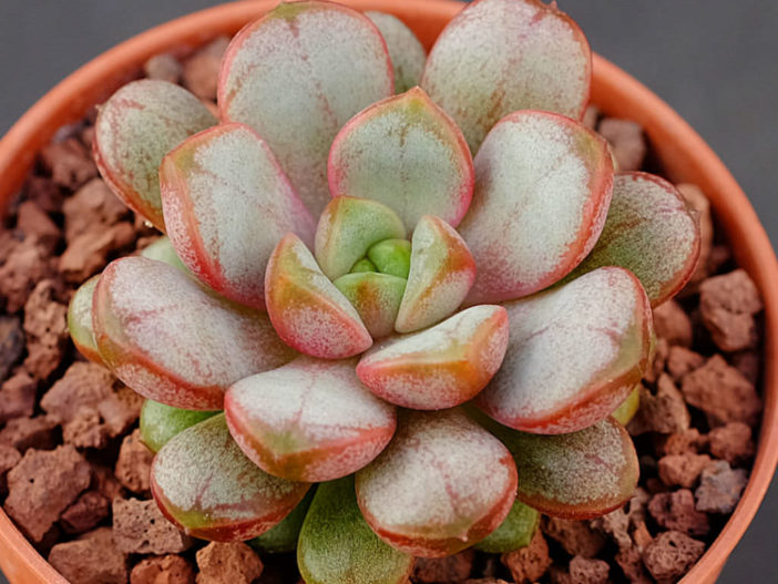 Graptoveria 'Amethorum'