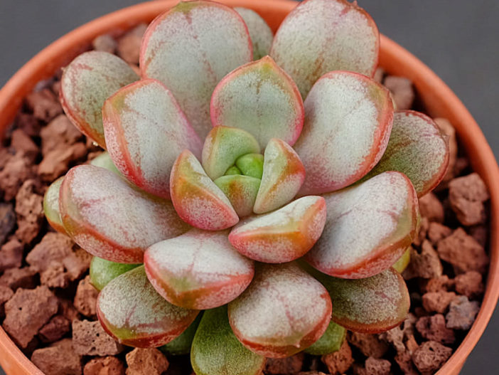 ×Graptoveria 'Amethorum' - World of Succulents