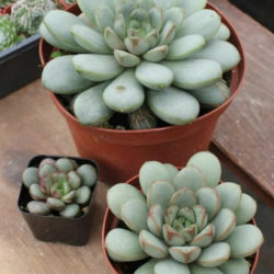 ×Graptoveria 'Amethorum'