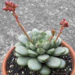 ×Graptoveria 'Amethorum'