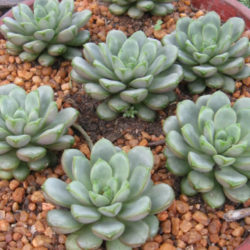 ×Graptoveria 'Amethorum'