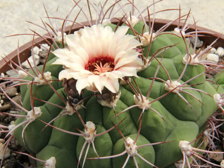 Gymnocalycium pflanzii - World of Succulents