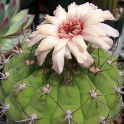 Gymnocalycium pflanzii