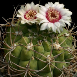 Gymnocalycium pflanzii