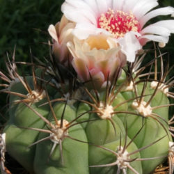 Gymnocalycium pflanzii