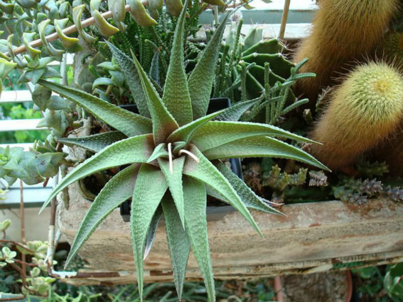 Haworthiopsis 'Jade Star' aka Haworthia 'Jade Star'