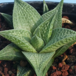 Haworthiopsis 'Jade Star' aka Haworthia 'Jade Star'