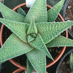 Haworthiopsis 'Jade Star' - World of Succulents