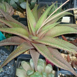 Haworthiopsis 'Jade Star' aka Haworthia 'Jade Star'