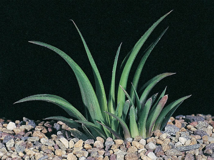 Haworthia floribunda var. major