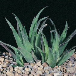 Haworthia floribunda var. major