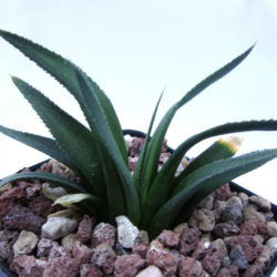 Haworthia floribunda var. major