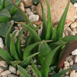 Haworthia floribunda var. major