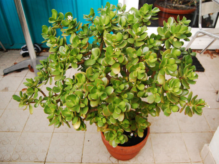 Jade Pflanzen Blumenerde