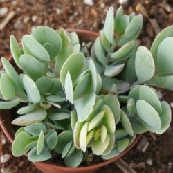 Kalanchoe alticola