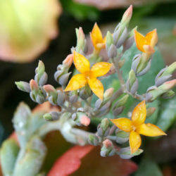 Kalanchoe alticola
