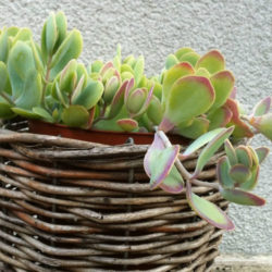 Kalanchoe alticola