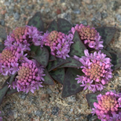 Ledebouria ovatifolia (Flat-leaved African Hyacinth)