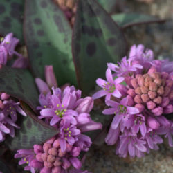 Ledebouria ovatifolia (Flat-leaved African Hyacinth)