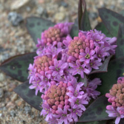Ledebouria ovatifolia (Flat-leaved African Hyacinth)