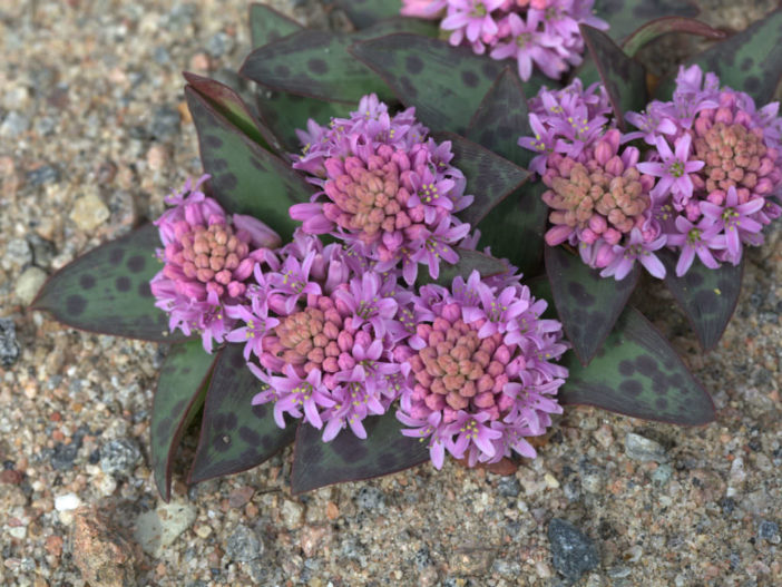 Ledebouria ovatifolia (Flat-leaved African Hyacinth)