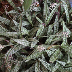 Ledebouria socialis (Silver Squill)