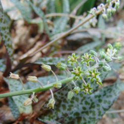 Ledebouria socialis (Silver Squill)