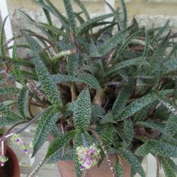 Ledebouria socialis (Silver Squill)