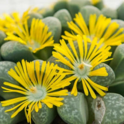 Lithops helmutii (Living Stones)