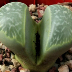 Lithops helmutii (Living Stones)