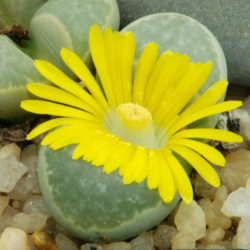 Lithops helmutii (Living Stones)