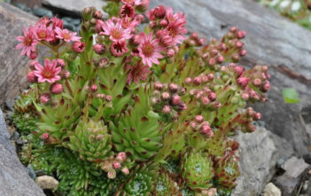What are Monocarpic Succulents? Monocarpic Succulents
