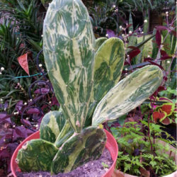 Opuntia cochenillifera 'Variegata' (Warm Hand Cactus) aka Nopalea cochenillifera 'Variegata'