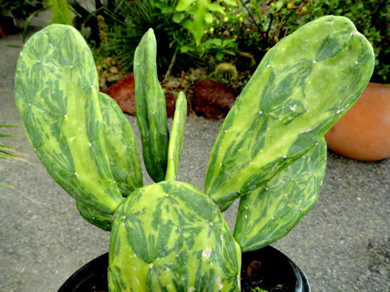 Opuntia cochenillifera 'Variegata' (Warm Hand Cactus) aka Nopalea cochenillifera 'Variegata'