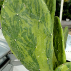 Opuntia cochenillifera 'Variegata' (Warm Hand Cactus) aka Nopalea cochenillifera 'Variegata'