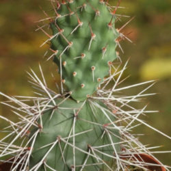 Opuntia sulphurea (Prickly Pear Cactus)