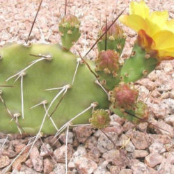 Opuntia sulphurea (Prickly Pear Cactus)