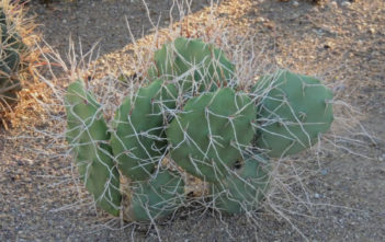 Opuntia sulphurea (Prickly Pear Cactus) Opuntia sulphurea (Prickly Pear Cactus)