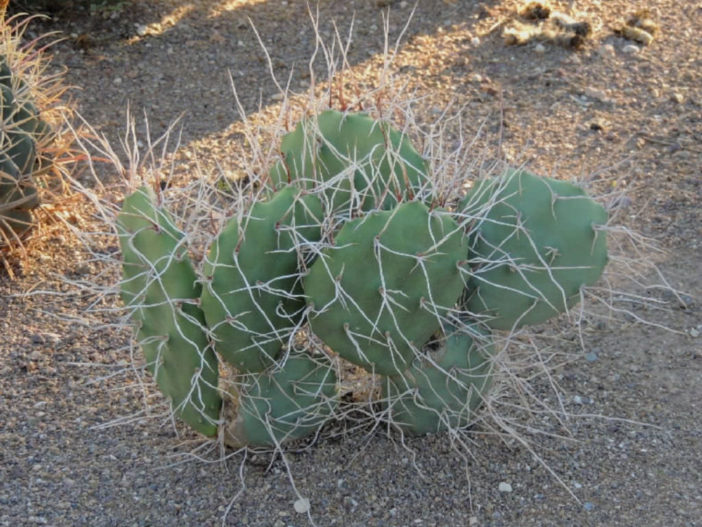 Opuntia sulphurea (Prickly Pear Cactus)