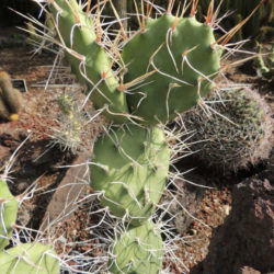 Opuntia sulphurea (Prickly Pear Cactus)