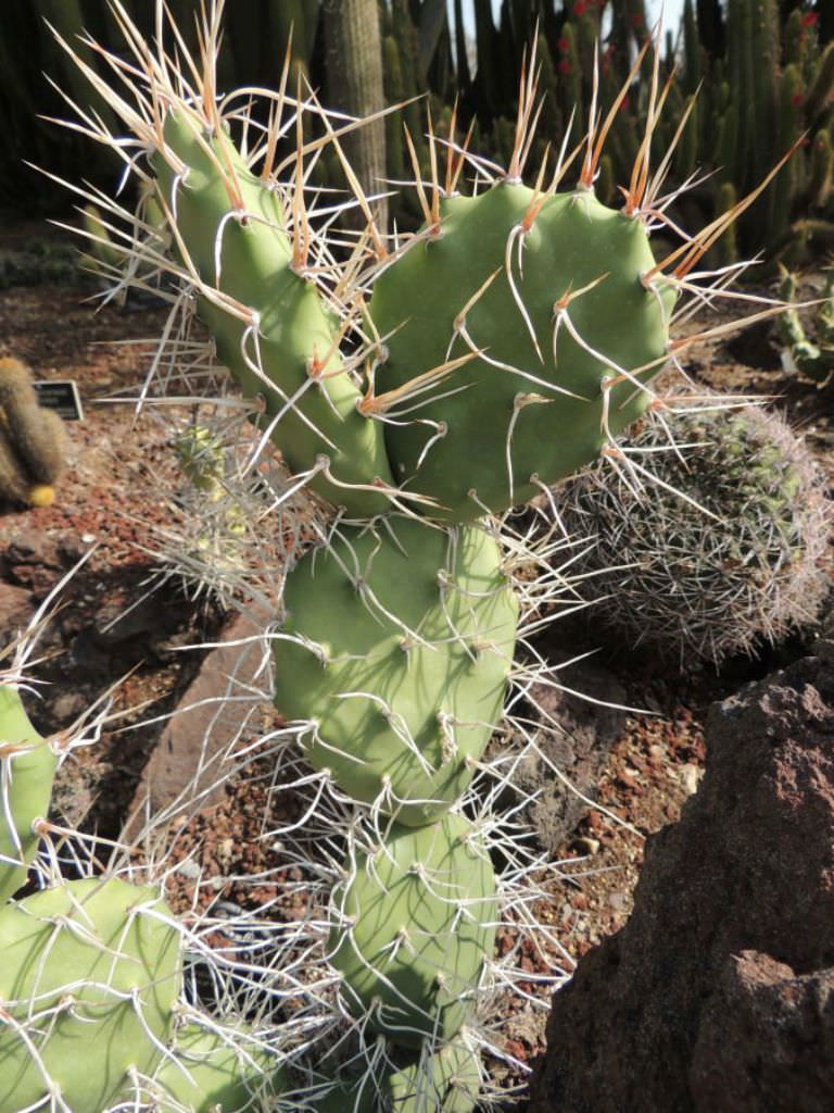 Opuntia sulphurea (Prickly Pear Cactus) World of Succulents