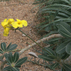 Pachypodium rosulatum (Elephant's Foot Plant)