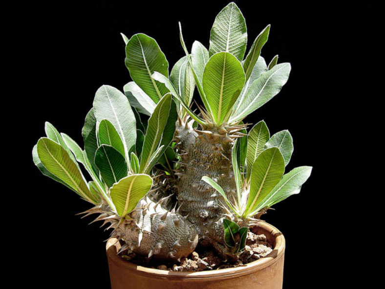 Pachypodium rosulatum (Elephant's Foot Plant)