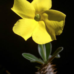 Pachypodium rosulatum (Elephant's Foot Plant)