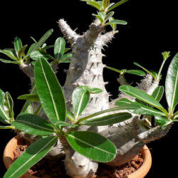 Pachypodium rosulatum (Elephant's Foot Plant)