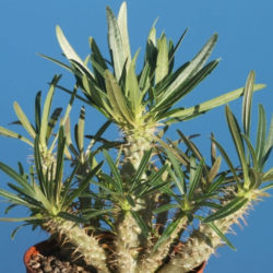 Pachypodium rosulatum subsp. gracilius (Elephant's Foot Plant)